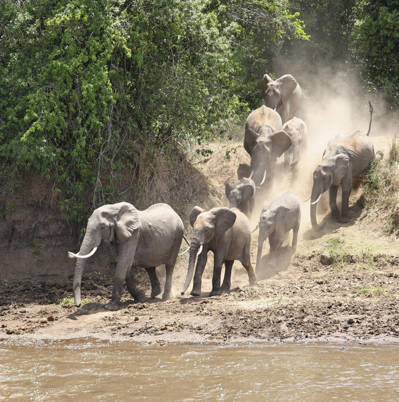 无人,竖图,室外,水,野生动物,非洲,肯尼亚,干燥,河岸,非洲象,动物,摄影,灰尘,野生动物保护区,口渴,象,彩图,马赛马拉国家保护区,动物行为