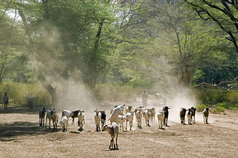 横图,非洲,肯尼亚,家畜,摄影,牲畜,灰尘,牧人,金合欢树,山羊,彩图