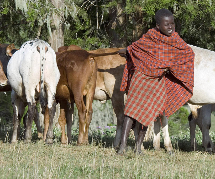 儿童,横图,牛,非洲,肯尼亚,家畜,摄影,牲畜,瘤牛,彩图,传统服装
