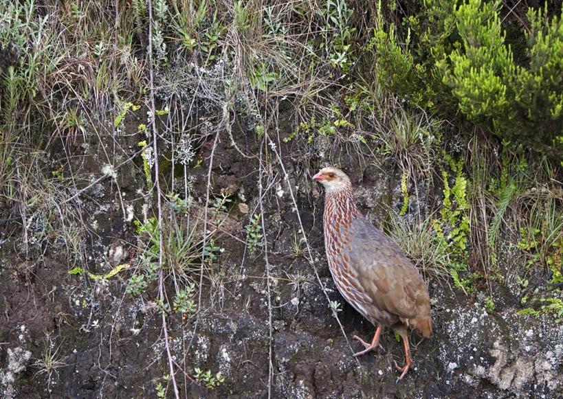 无人,横图,室外,植物,鸟,野生动物,非洲,肯尼亚,鸟类,花,摄影,国家公园,彩图