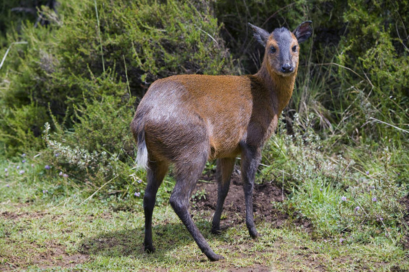 无人,横图,室外,植物,哺乳动物,野生动物,非洲,肯尼亚,羚羊,旷野,草,动物,平原,摄影,国家公园,小羚羊,肯尼亚山,彩图