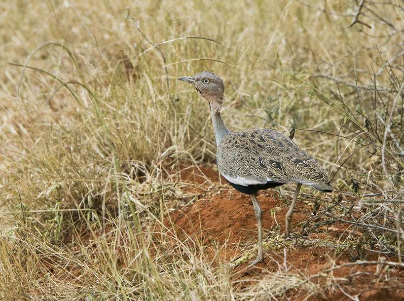 无人,横图,室外,野生动物,非洲,肯尼亚,鸟类,地形,自然,平原,摄影,国家公园,野生动物保护区,东非,自然保护区,彩图,南非大鸨