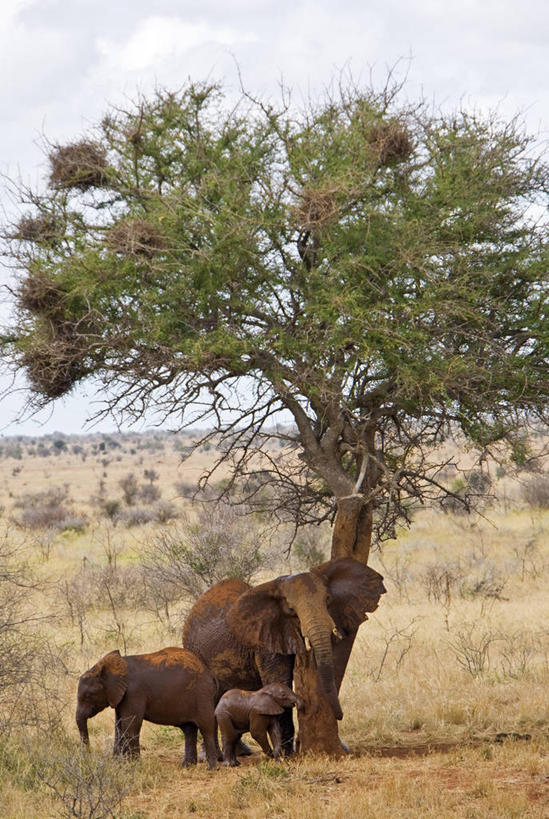 婴儿,无人,家庭,竖图,室外,哺乳动物,野生动物,非洲,肯尼亚,擦,地形,非洲象,树,自然,动物,平原,摄影,国家公园,野生动物保护区,东非,自然保护区,象,彩图,动物行为