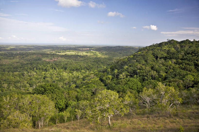 无人,横图,室外,森林,非洲,肯尼亚,地形,树,自然,平原,摄影,国家公园,野生动物保护区,东非,自然保护区,彩图