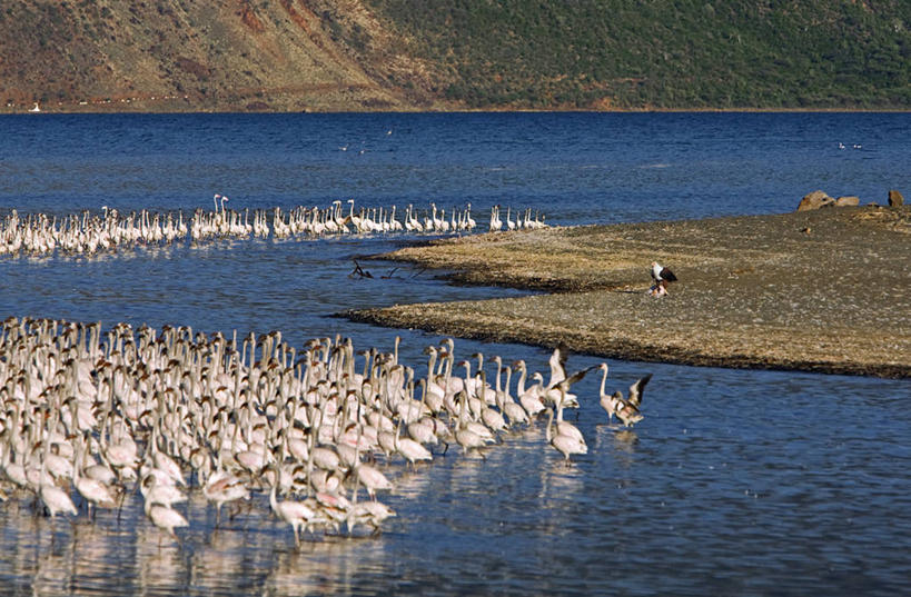 无人,横图,室外,白天,湖,水,非洲,肯尼亚,一群,许多,火烈鸟,鸟类,地形,海岸线,食品,很多,粉色,摄影,保护,杀害,东非,喂养,自然保护区,非洲鱼鹰,柏哥利亚湖,碱,彩图,小火烈鸟