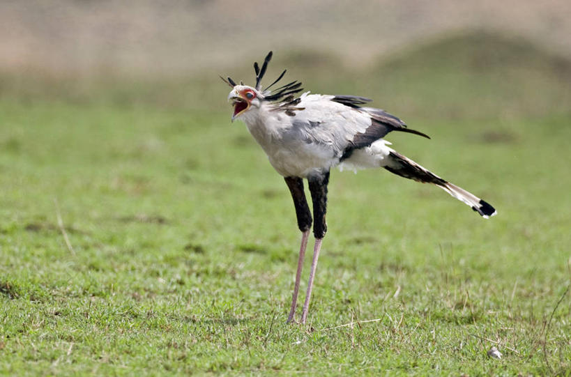 无人,横图,室外,野生动物,非洲,肯尼亚,鸟类,地形,自然,平原,摄影,国家公园,杀害,蛇鹫,野生动物保护区,东非,喂养,自然保护区,彩图,马赛马拉国家保护区