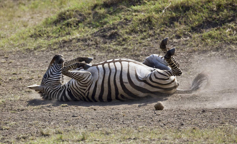 无人,横图,室外,斑马,哺乳动物,野生动物,非洲,肯尼亚,地形,自然,动物,平原,翻滚,摄影,保护,灰尘,国家公园,野生动物保护区,东非,自然保护区,彩图,马赛马拉国家保护区