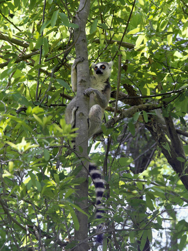 无人,竖图,室外,森林,峡谷,哺乳动物,野生动物,猴子,非洲,马达加斯加,自然,动物,摄影,考古学,国家公园,狐猴,灵长目,环尾狐猴,野生动物保护区,自然保护区,图利亚拉,彩图