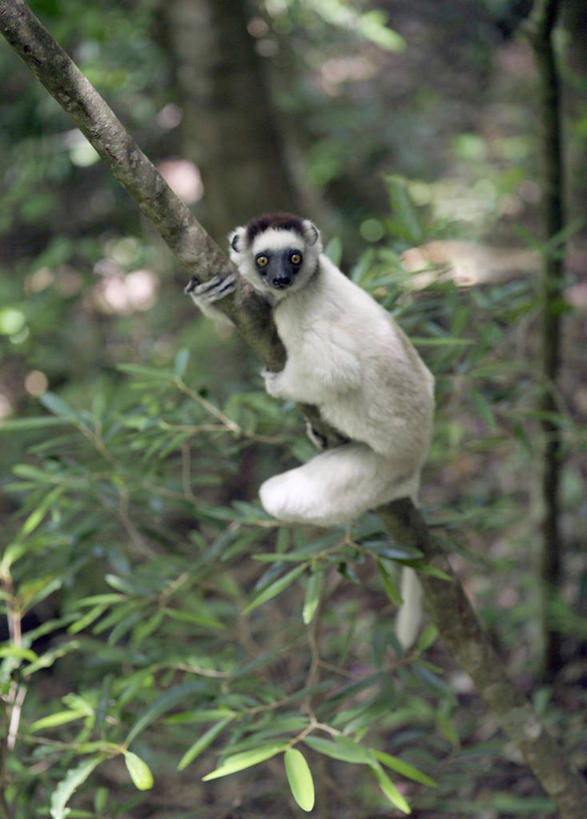 无人,攀登,竖图,室外,森林,峡谷,哺乳动物,猴,野生动物,猴子,非洲,马达加斯加,自然,动物,可爱,摄影,活泼,考古学,国家公园,狐猴,灵长目,阿非利加洲,野生动物保护区,马达加斯加共和国,自然保护区,图利亚拉,彩图