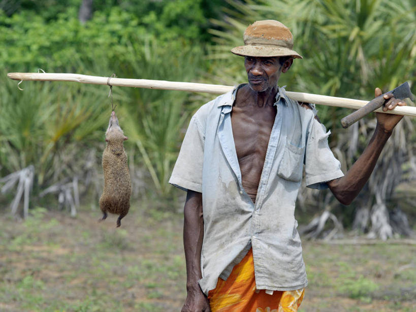 成年人,一个人,横图,哺乳动物,野生动物,非洲,马达加斯加,仅一个男性,食品,动物,摄影,猎人,男人,非洲人,彩图