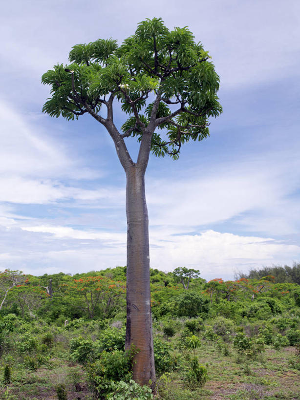 无人,竖图,植物,非洲,马达加斯加,花,树,自然,摄影,考古学,凤凰木,彩图