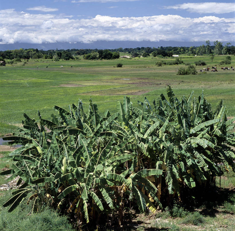 无人,横图,室外,农业,山脉,香蕉,非洲,马拉维,稻田,地形,云,平原,摄影,积雨云,彩图
