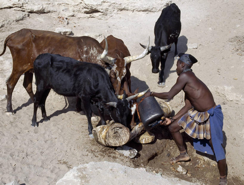 成年人,一个人,横图,室外,牛,非洲,纳米比亚,仅一个男性,家畜,摄影,牲畜,非洲文化,牧人,母牛,男人,彩图,传统服装,传统文化,游牧民族