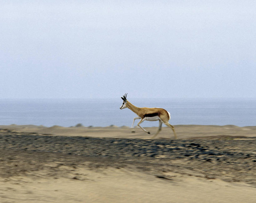 健壮,无人,跑,横图,阶调图片,室外,沙漠,哺乳动物,野生动物,非洲,纳米比亚,阴影,羚羊,沙子,地平线,地形,沙丘,风景,自然,动物,大西洋,摄影,考古学,干的,瞪羚,跳羚,永远,纳米比亚共和国,大漠,砂漠,彩图