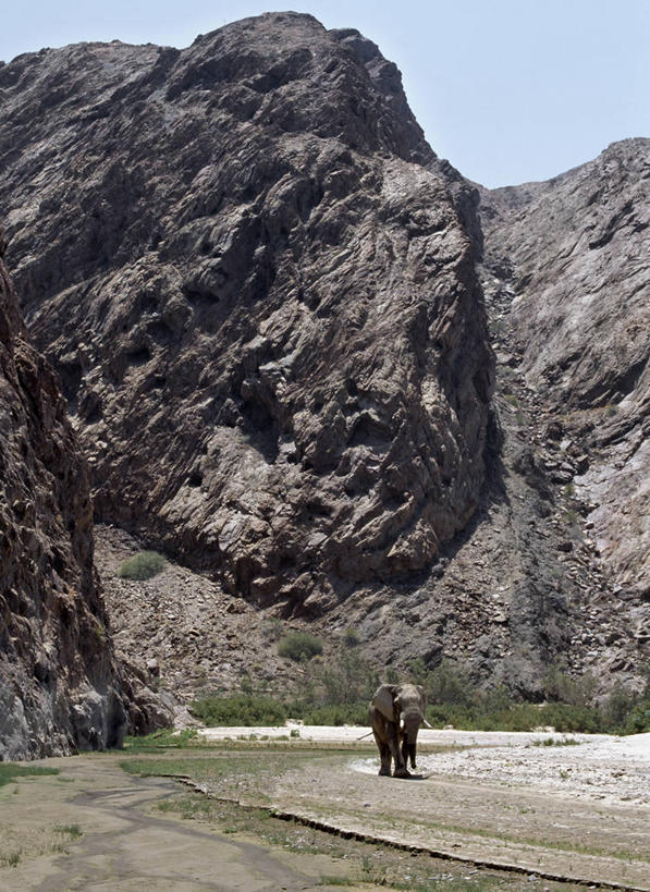 无人,竖图,室外,沙漠,哺乳动物,大象,野生动物,非洲,纳米比亚,地形,悬崖,非洲象,河床,自然,动物,摄影,考古学,干的,岩石,象,彩图