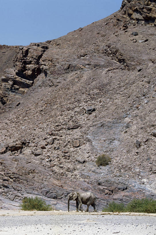 无人,竖图,室外,沙漠,哺乳动物,大象,野生动物,非洲,纳米比亚,地形,悬崖,非洲象,河床,自然,动物,摄影,考古学,干的,岩石,象,彩图