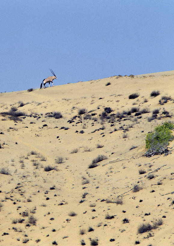 无人,竖图,室外,河流,沙漠,哺乳动物,野生动物,非洲,纳米比亚,羚羊,沙子,地形,沙丘,自然,动物,摄影,考古学,干的,长角羚,彩图