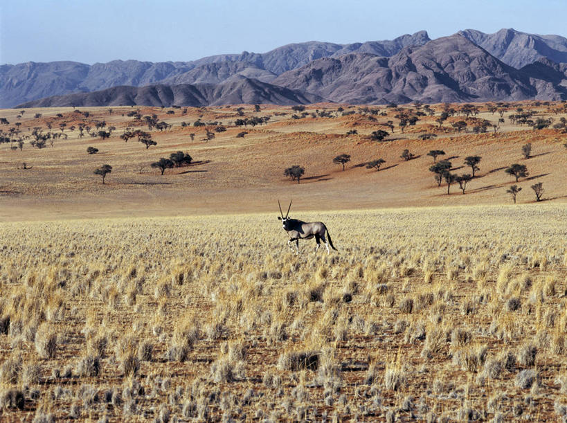 无人,跑,横图,室外,沙漠,山,山脉,哺乳动物,野生动物,纳米比亚,羚羊,沙丘,草,树,动物,摄影,干的,反差,长角羚,纳米布沙漠,彩图