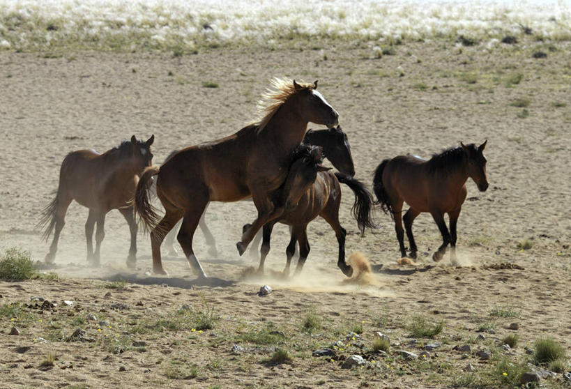 无人,横图,室外,自由,哺乳动物,马,野生动物,纳米比亚,动物,运输,摄影,牲畜,食草动物,灰尘,考古学,打斗,肖像,彩图