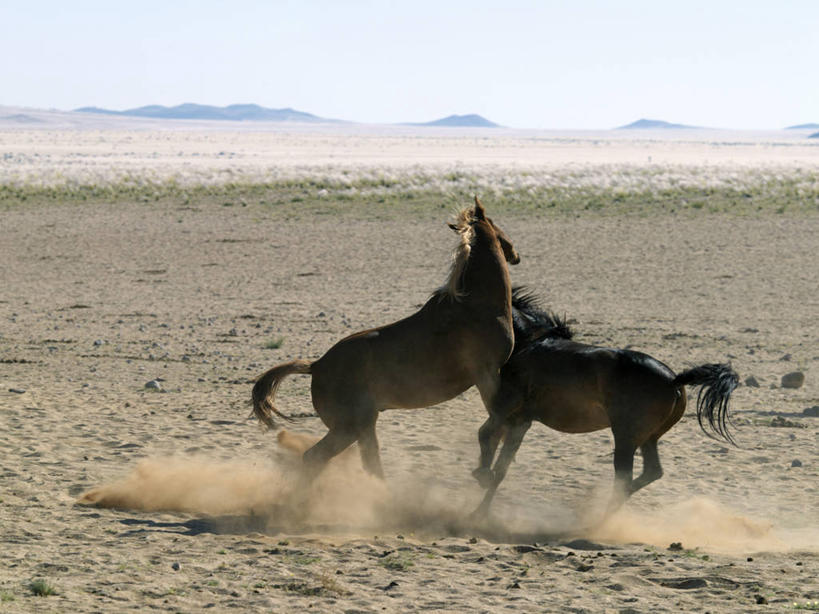 无人,横图,室外,自由,哺乳动物,马,野生动物,纳米比亚,动物,运输,摄影,牲畜,食草动物,灰尘,考古学,打斗,肖像,彩图