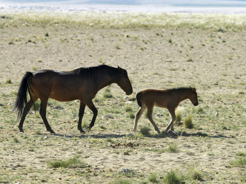 无人,横图,室外,自由,哺乳动物,马,野生动物,纳米比亚,动物,运输,摄影,牲畜,食草动物,考古学,肖像,彩图