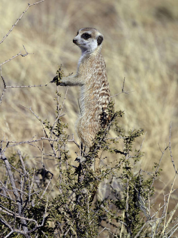 无人,站,竖图,哺乳动物,野生动物,纳米比亚,动物,看,摄影,考古学,监视,猫鼬,海岛猫鼬,彩图