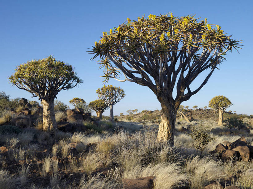 无人,横图,室外,沙漠,芦荟,野生动物,纳米比亚,地形,树,摄影,考古学,罗帷草,讷会,奴会,象鼻莲,象胆,彩图,油葱