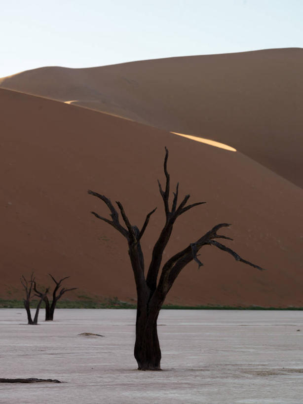 无人,竖图,室外,沙漠,纳米比亚,沙子,沙丘,摄影,骨架,气候,干的,纳米布沙漠,开端,彩图