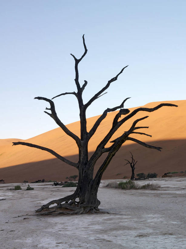 无人,竖图,室外,沙漠,纳米比亚,沙子,沙丘,摄影,骨架,气候,干的,纳米布沙漠,开端,彩图