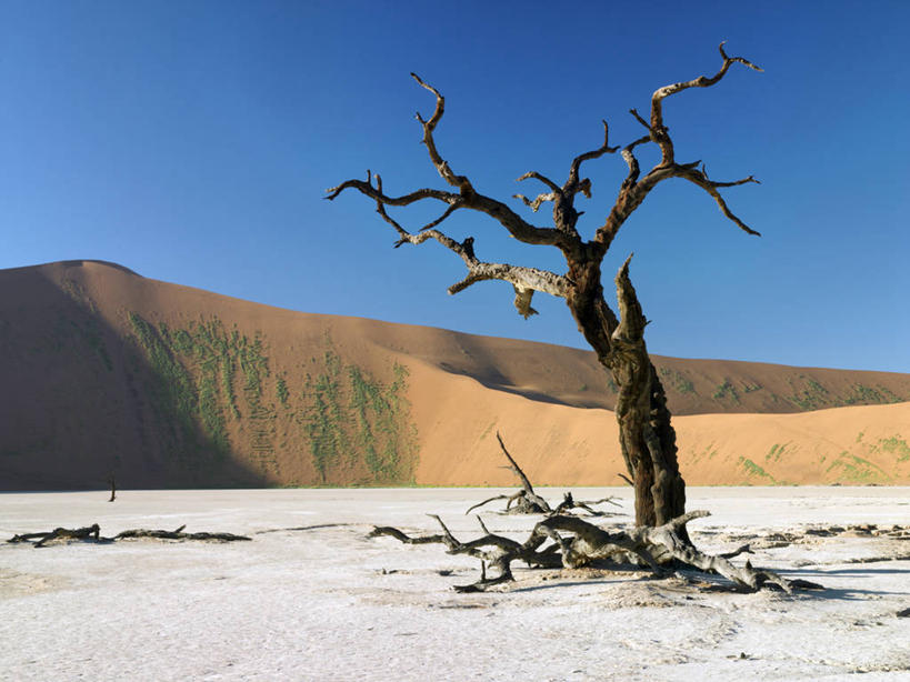 无人,横图,室外,沙漠,纳米比亚,沙子,沙丘,摄影,骨架,气候,干的,纳米布沙漠,开端,彩图