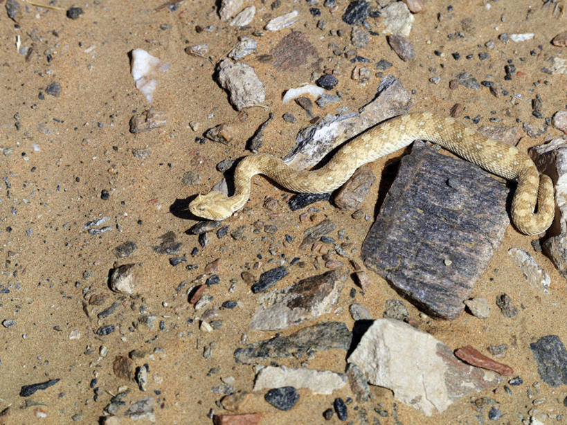 无人,横图,室外,沙漠,野生动物,非洲,纳米比亚,蛇,自然,动物,摄影,考古学,响尾蛇,纳米布沙漠,彩图