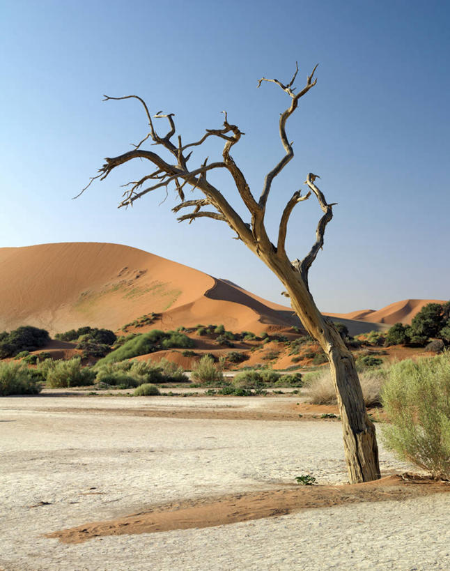 无人,竖图,室外,沙漠,植物,非洲,纳米比亚,地形,热,树,摄影,骨架,气候,干的,纳米布沙漠,岩石,彩图