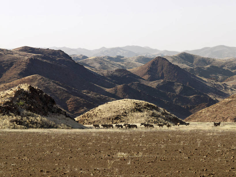 无人,横图,室外,山,山脉,哺乳动物,野生动物,非洲,纳米比亚,羚羊,地形,草,自然,动物,摄影,干的,长角羚,彩图