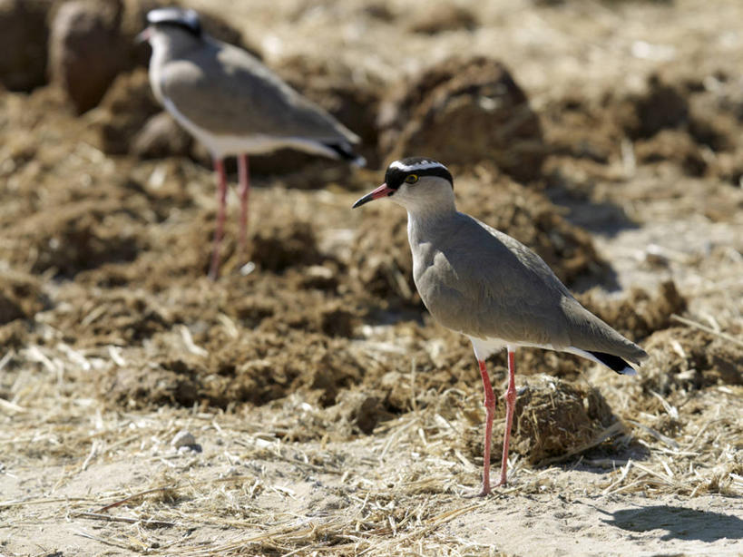 无人,横图,室外,野生动物,非洲,纳米比亚,鸟类,摄影,保护,鸻,彩图