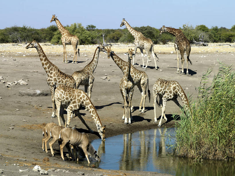 无人,横图,室外,水,长颈鹿,野生动物,羊,非洲,纳米比亚,喝,干燥,羚羊,地形,热,饮料,动物,可爱,摄影,活泼,口渴,彩图
