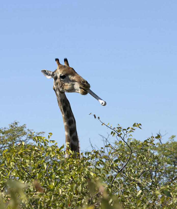 无人,吃,竖图,室外,哺乳动物,长颈鹿,野生动物,非洲,纳米比亚,伸展,骨头,动物,摄影,咀嚼骨,矿物质,咀嚼,颈,彩图,动物行为