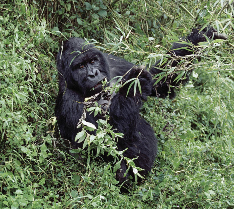 无人,横图,室外,野生动物,非洲,卢旺达,摄影,猿,灵长目,夏威夷火山国家公园,比格岛,濒危物种,银背大猩猩,高山大猩猩,彩图