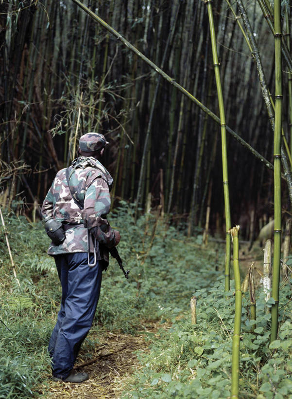 一个人,竖图,室外,森林,野生动物,非洲,卢旺达,枪支,武器,摄影,来福枪,环境保护,夏威夷火山国家公园,比格岛,高山大猩猩,彩图