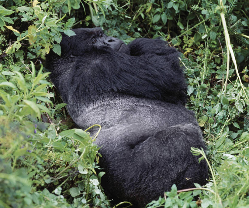 无人,横图,室外,野生动物,非洲,卢旺达,摄影,猿,灵长目,夏威夷火山国家公园,比格岛,濒危物种,银背大猩猩,高山大猩猩,彩图