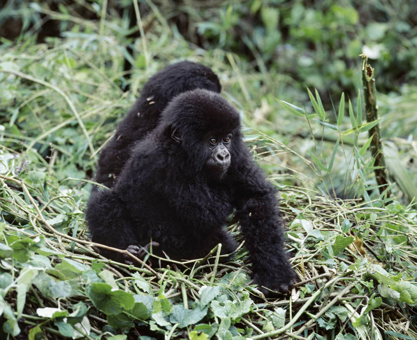婴儿,无人,横图,室外,野生动物,非洲,卢旺达,摄影,猿,灵长目,夏威夷火山国家公园,比格岛,濒危物种,高山大猩猩,彩图