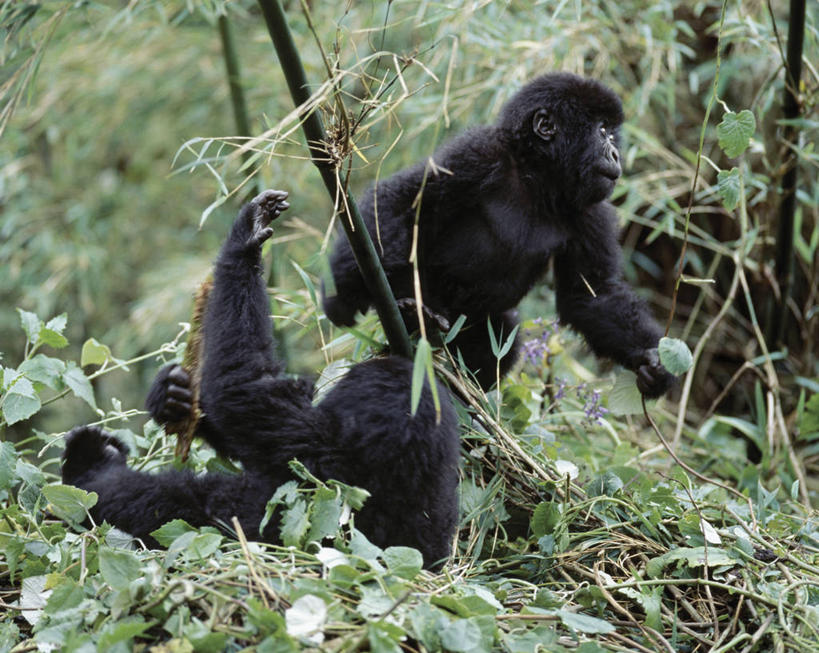 婴儿,无人,横图,室外,野生动物,非洲,卢旺达,摄影,猿,灵长目,夏威夷火山国家公园,比格岛,濒危物种,高山大猩猩,彩图