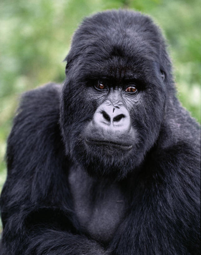 无人,竖图,室外,野生动物,非洲,卢旺达,摄影,猿,灵长目,夏威夷火山国家公园,比格岛,喂养,濒危物种,银背大猩猩,高山大猩猩,彩图