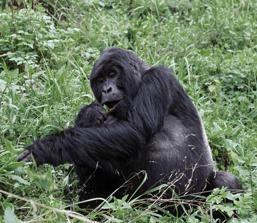 无人,横图,室外,野生动物,非洲,卢旺达,摄影,猿,灵长目,夏威夷火山国家公园,比格岛,喂养,濒危物种,银背大猩猩,高山大猩猩,彩图