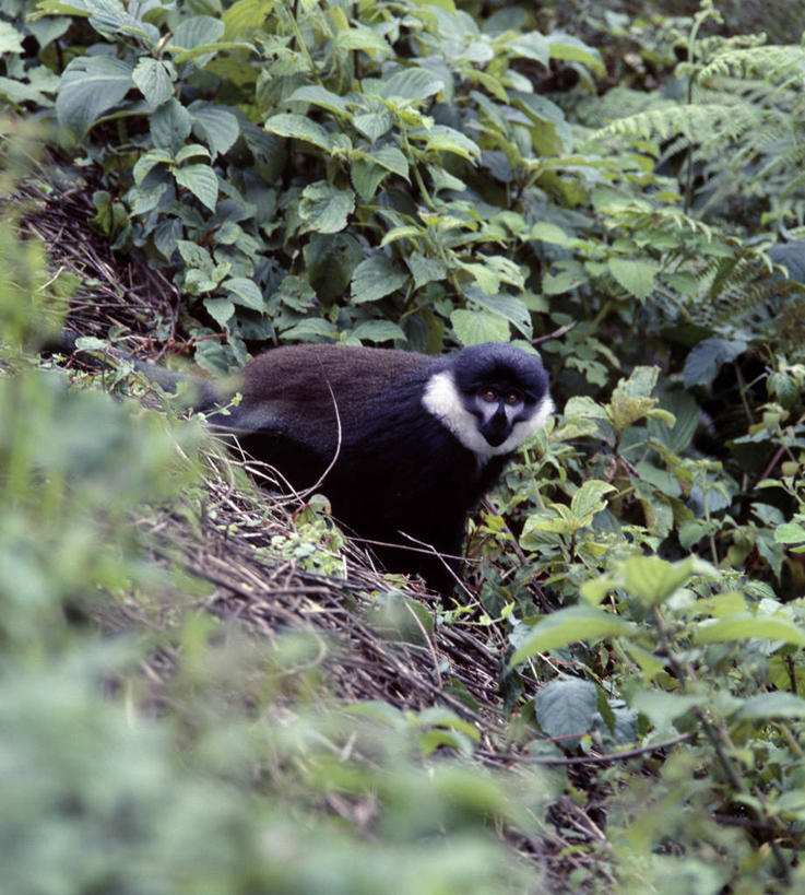 无人,竖图,室外,森林,植物,野生动物,猴子,非洲,卢旺达,摄影,猿,杂食动物,灵长目,彩图,尔氏长尾猴,雨林