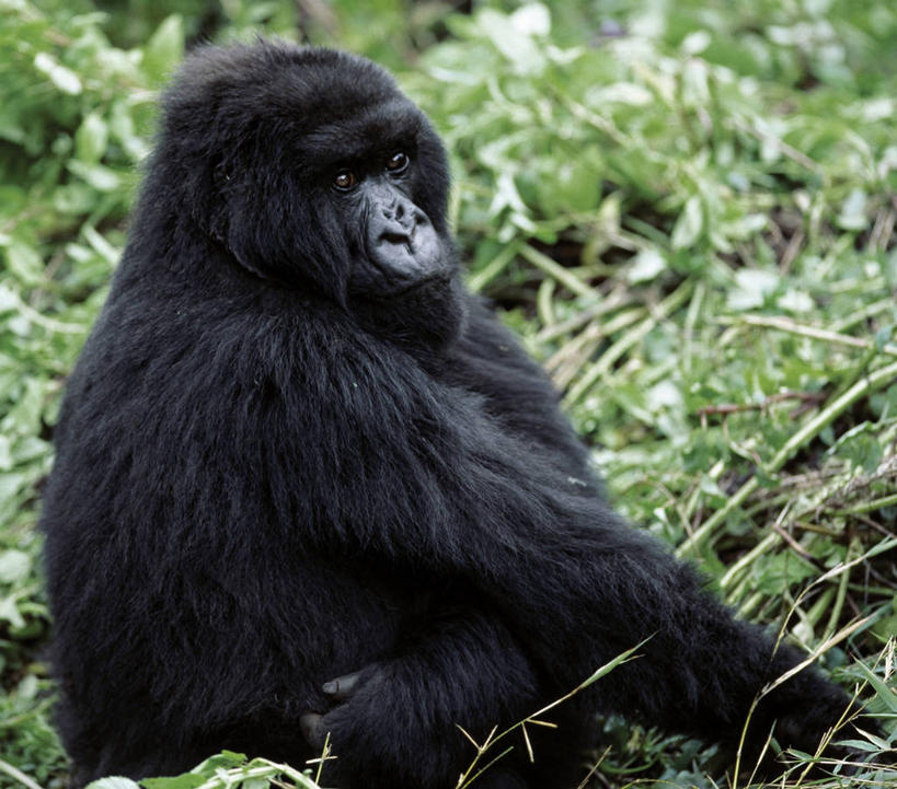 无人,横图,室外,哺乳动物,野生动物,非洲,卢旺达,动物,摄影,猿,肖像,灵长目,夏威夷火山国家公园,比格岛,濒危物种,高山大猩猩,彩图