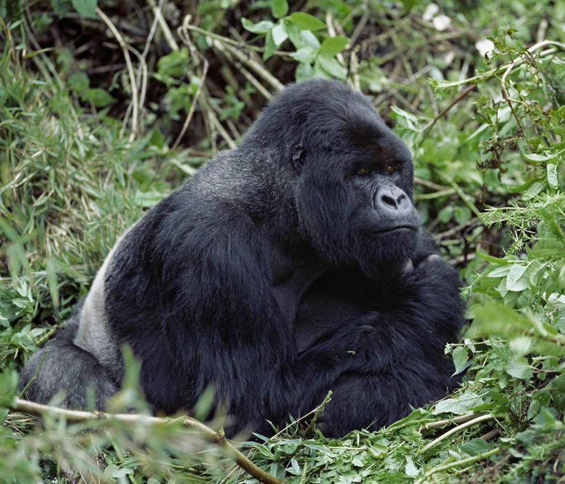 无人,横图,室外,哺乳动物,野生动物,非洲,卢旺达,动物,摄影,猿,肖像,灵长目,夏威夷火山国家公园,比格岛,濒危物种,银背大猩猩,高山大猩猩,彩图
