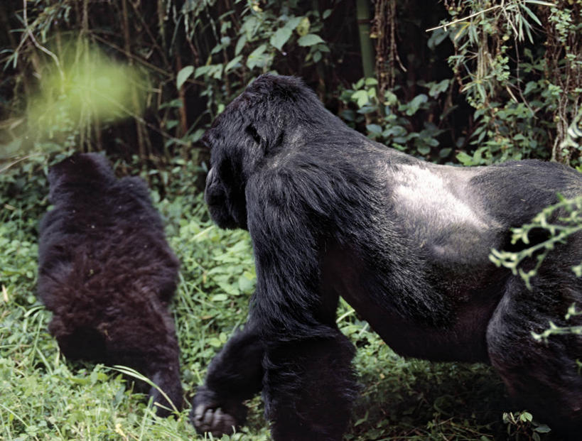 无人,横图,室外,哺乳动物,野生动物,非洲,卢旺达,动物,摄影,猿,肖像,灵长目,夏威夷火山国家公园,比格岛,濒危物种,银背大猩猩,高山大猩猩,彩图