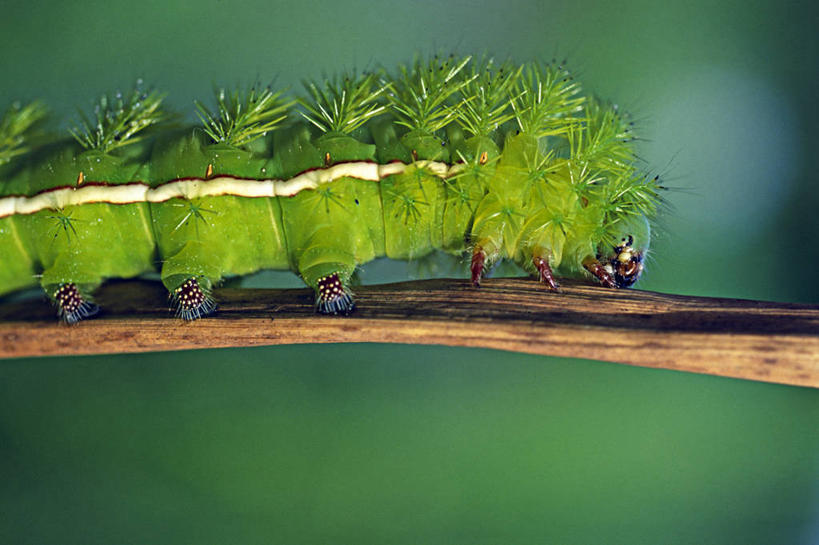 无人,码头,吃,横图,室外,河流,植物,野生动物,厄瓜多尔,昆虫,绿色,动物,南美,摄影,考古学,拉丁美洲,毛虫,彩图