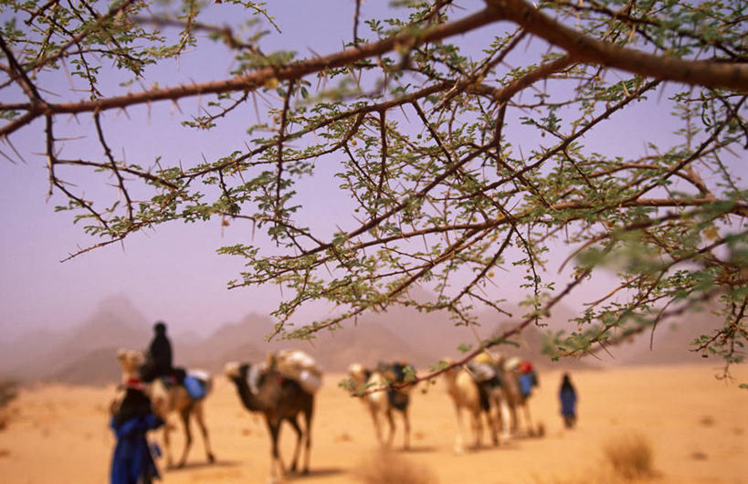 横图,室外,沙漠,野生动物,非洲,尼日尔,沙子,地形,北,骆驼,树,自然,摄影,绿洲,保护,游行,干的,撒哈拉沙漠,金合欢树,彩图,旅行,联合国教科文组织,图阿雷格人,游牧民族