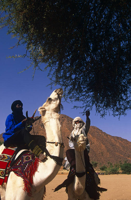 两个人,竖图,室外,沙漠,野生动物,非洲,尼日尔,长袍,沙子,头巾,地形,北,骆驼,树,衣服,自然,摄影,绿洲,干的,喂养,撒哈拉沙漠,金合欢树,彩图,传统文化,图阿雷格人,游牧民族